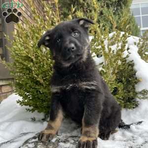 Opal, German Shepherd Puppy