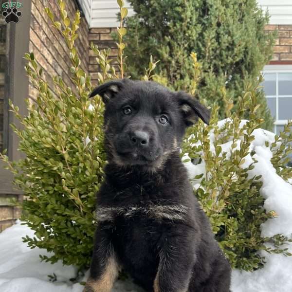 Opal, German Shepherd Puppy