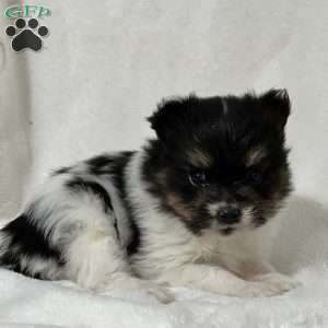 Nuggets, Papillon Puppy