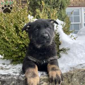 Opal, German Shepherd Puppy