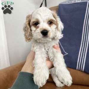 Luke Skywalker, Cockapoo Puppy