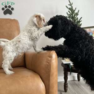 Luke Skywalker, Cockapoo Puppy