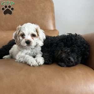 Luke Skywalker, Cockapoo Puppy