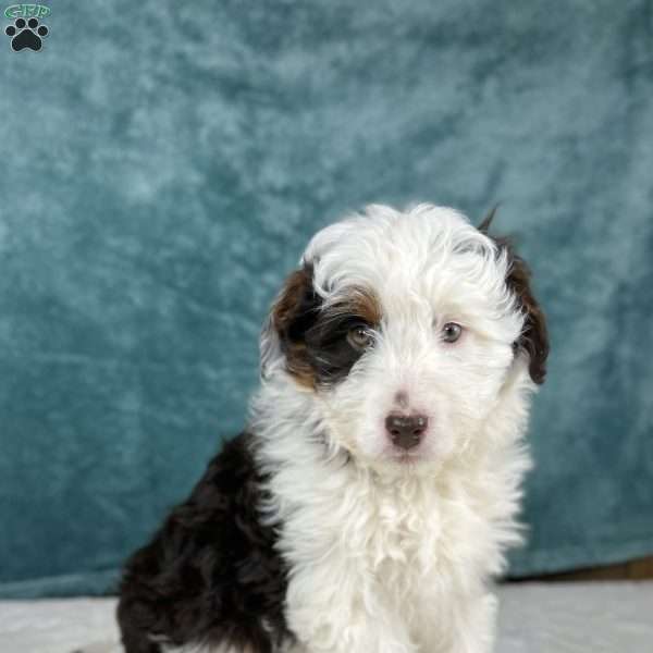 Finm, Mini Aussiedoodle Puppy