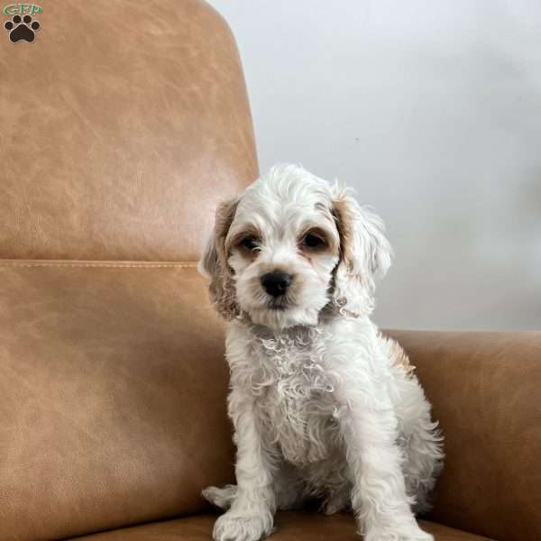 Luke Skywalker, Cockapoo Puppy