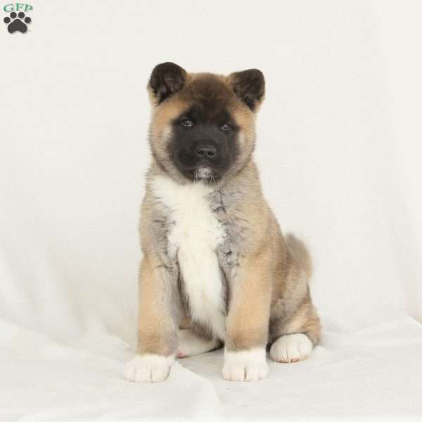 Dakota, Akita Puppy