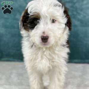 Finm, Mini Aussiedoodle Puppy