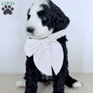 Shepherd, Bernedoodle Puppy