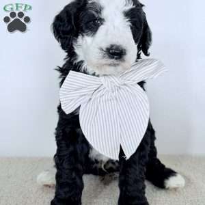 Shepherd, Bernedoodle Puppy