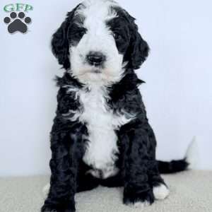 Shepherd, Bernedoodle Puppy