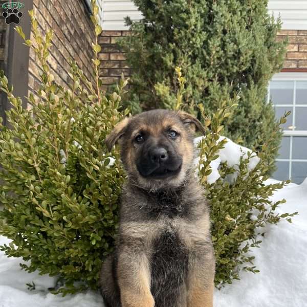 Marlow, German Shepherd Puppy