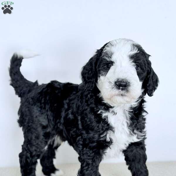 Shepherd, Bernedoodle Puppy