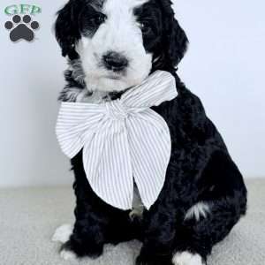 Shepherd, Bernedoodle Puppy