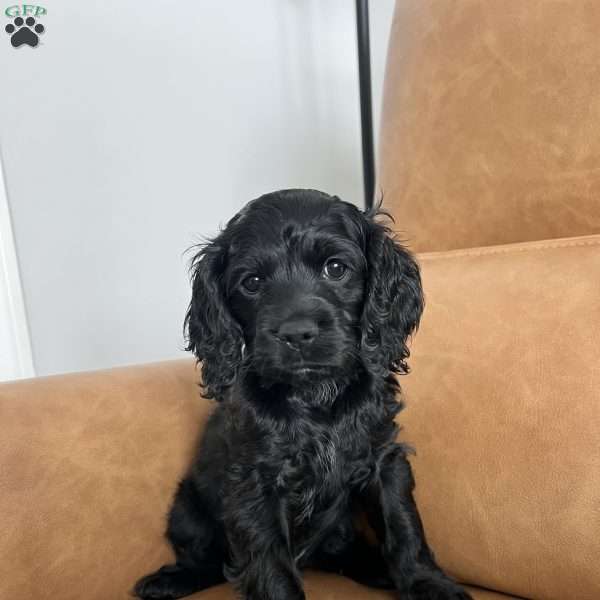 Star, Cockapoo Puppy