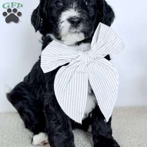Promise, Bernedoodle Puppy