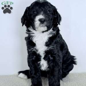 Promise, Bernedoodle Puppy