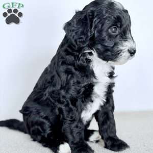 Promise, Bernedoodle Puppy