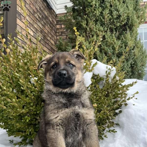 Benz, German Shepherd Puppy