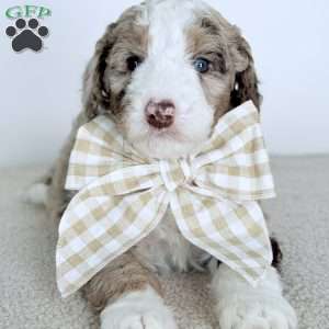 Mercy, Bernedoodle Puppy