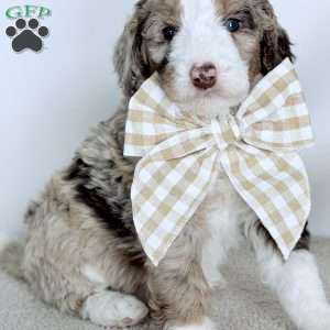 Mercy, Bernedoodle Puppy