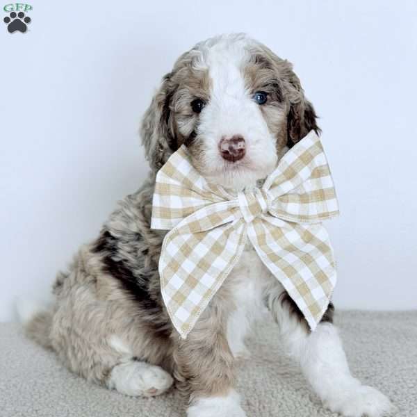 Mercy, Bernedoodle Puppy