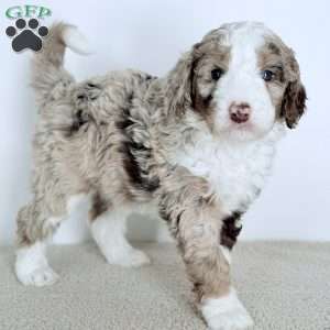 Mercy, Bernedoodle Puppy