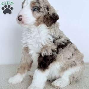 Mercy, Bernedoodle Puppy