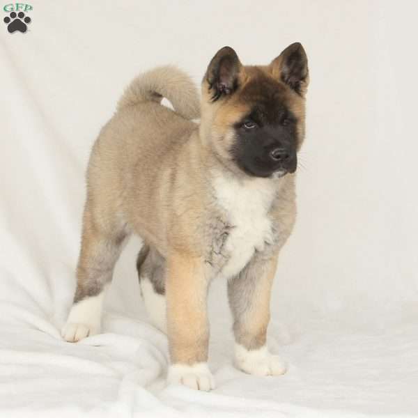 Dakota, Akita Puppy