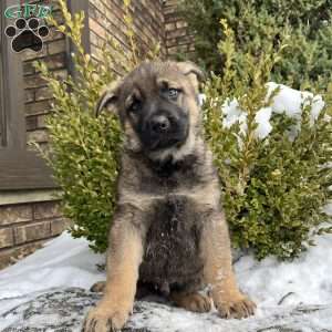 Wayde, German Shepherd Puppy