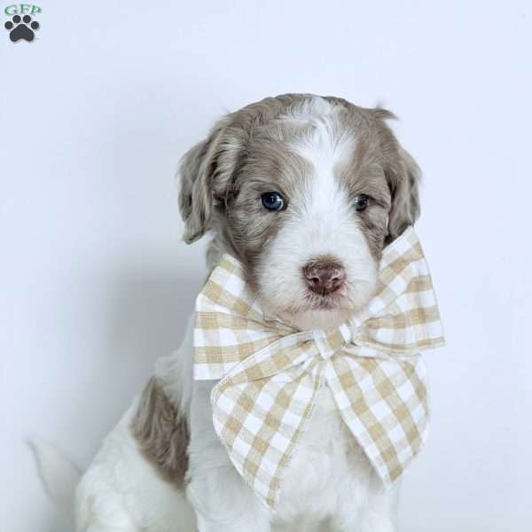 Praise, Bernedoodle Puppy