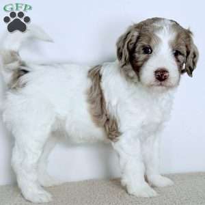 Praise, Bernedoodle Puppy