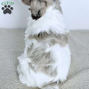 Praise, Bernedoodle Puppy