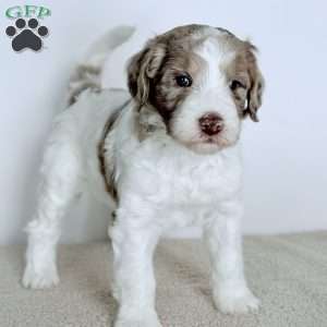 Praise, Bernedoodle Puppy