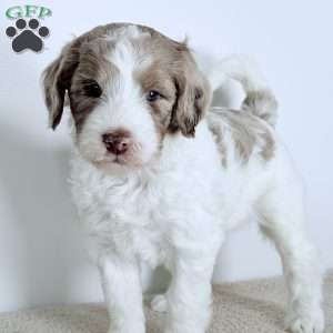 Praise, Bernedoodle Puppy