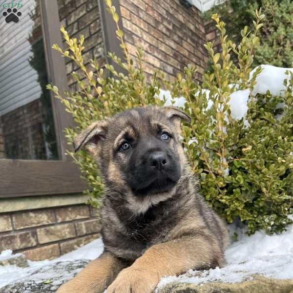 Wayde, German Shepherd Puppy