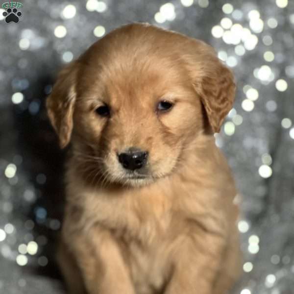 Twinkle, Golden Retriever Puppy