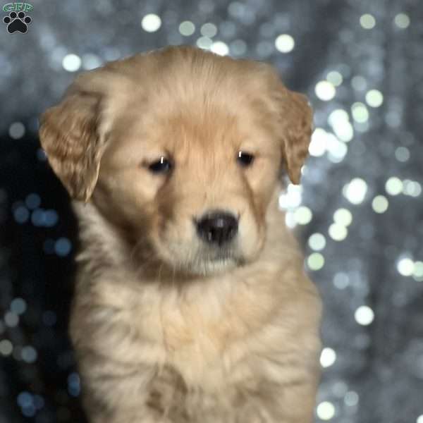 Tricia, Golden Retriever Puppy