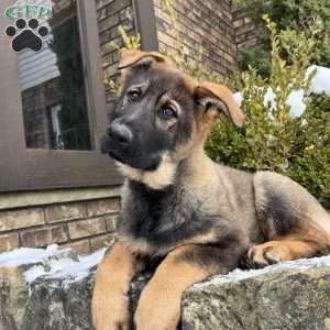 Talia, German Shepherd Puppy