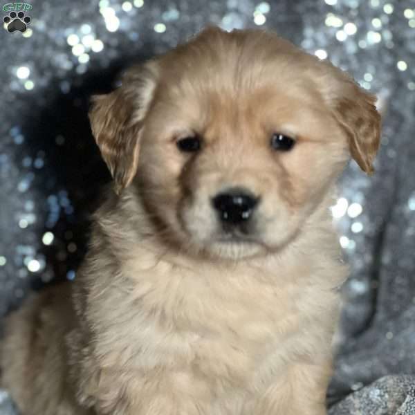 Treasure, Golden Retriever Puppy