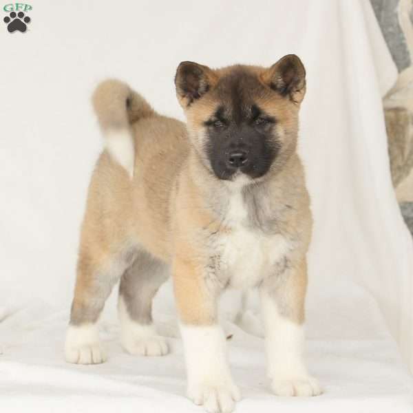 Diamond, Akita Puppy