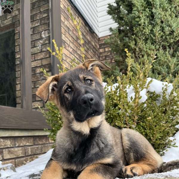 Talia, German Shepherd Puppy