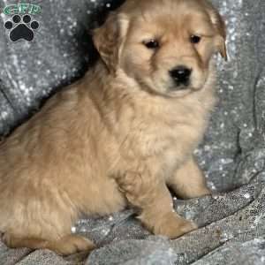 Treasure, Golden Retriever Puppy