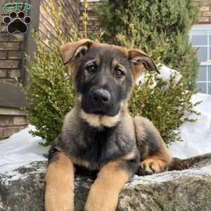 Talia, German Shepherd Puppy