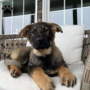 Talia, German Shepherd Puppy