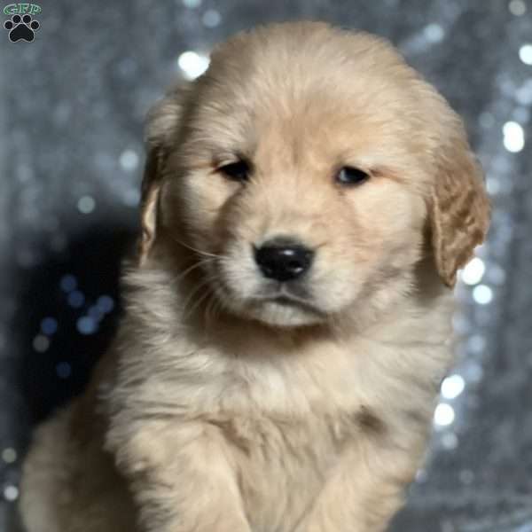 Troy, Golden Retriever Puppy