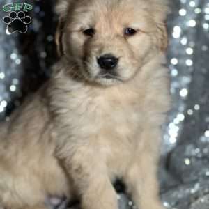 Troy, Golden Retriever Puppy