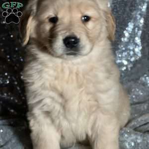 Toby, Golden Retriever Puppy