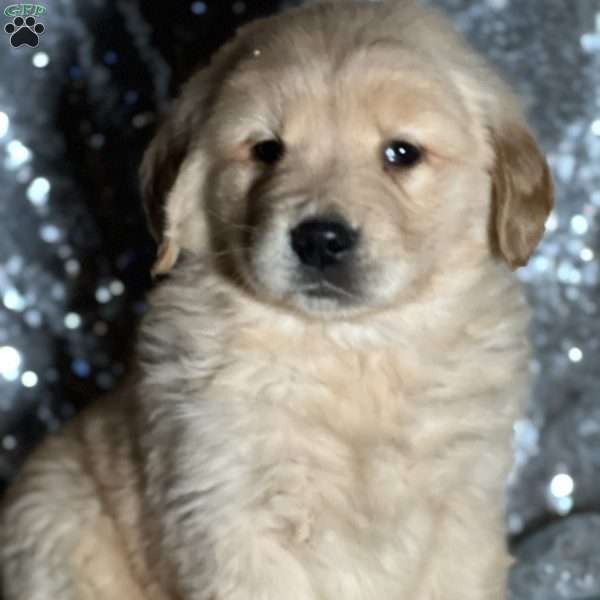 Toby, Golden Retriever Puppy