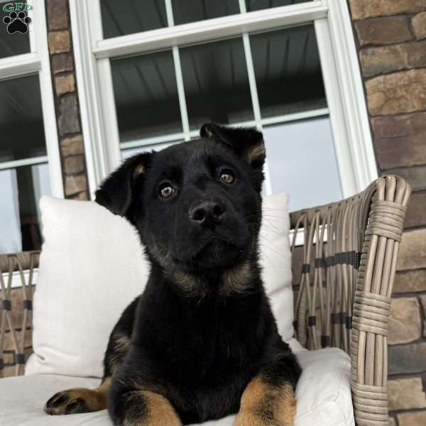 Juno, German Shepherd Puppy