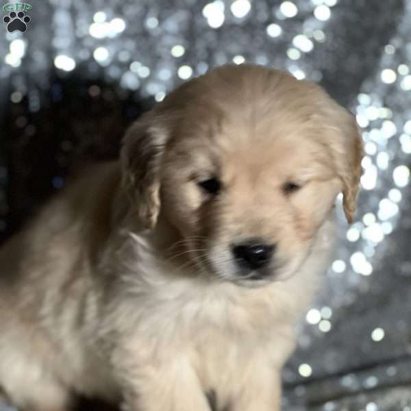 Timmy, Golden Retriever Puppy